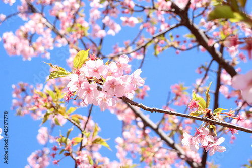 さくら 桜 サクラ 満開 綺麗 穏やか 晴れた 美しい ピンク 花見 春 かわいい