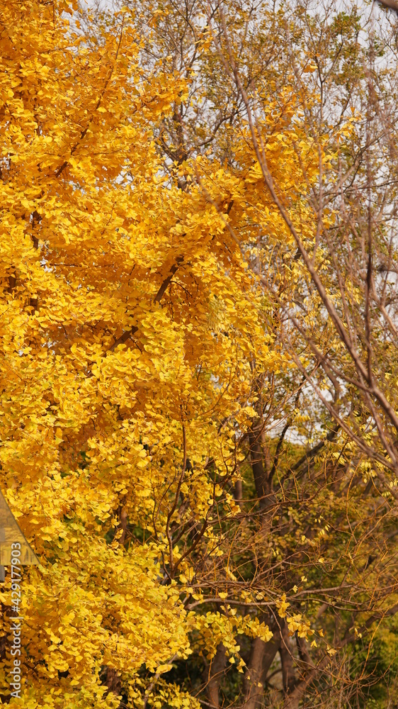 Obraz premium The beautiful autumn view with the colorful autumn leaves on the trees in autumn