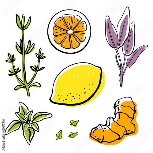 Ginger, herbs, citrus fruits. Immune system stimulating ingredients isolated on white background. Doodle hand drawn fruits. Vector illustration