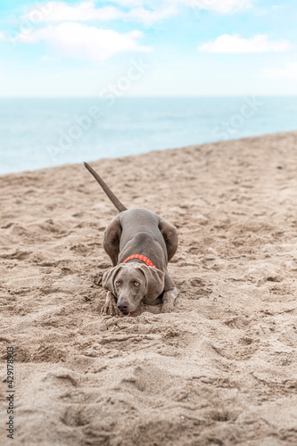 Young dog Weimaraner, breed weimaraner playing on the beach with a frisbee