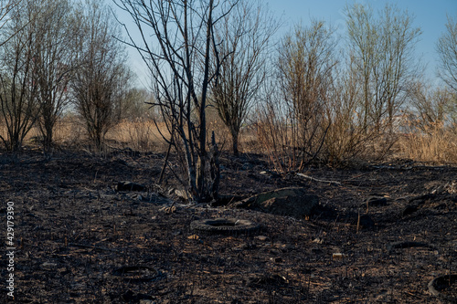 View of a small forest and shrubbery after the fire. Someone set fire to dry grass. The fire burned out the field. Black and gray ash, cinder, coals. Spring. Day.
