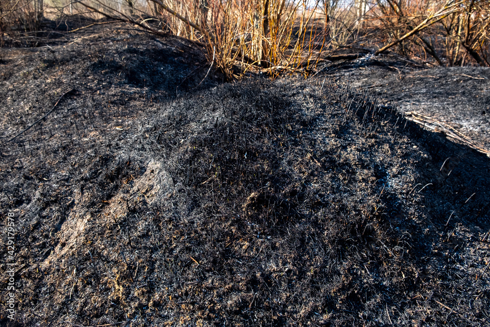 View of a small forest and shrubbery after the fire. Someone set fire to dry grass. The fire burned out the field. Black and gray ash, cinder, coals. Spring. Day. View of a small forest and shrubbery after the fire. Someone set fire to dry grass. The fire burned out the field. Black and gray ash, cinder, coals. Spring. Day.