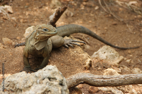 A large brown lizard waran. The concept of wild dangerous reptiles. Close-up.