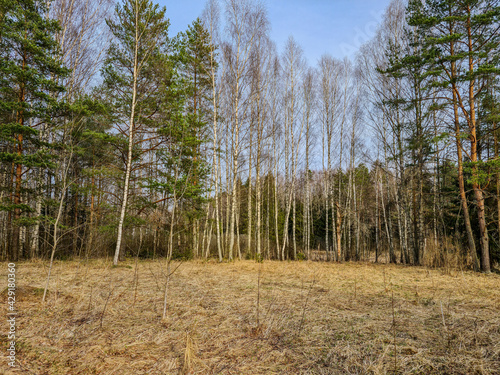 Fototapeta Naklejka Na Ścianę i Meble -  On the edge of the forest are young birches with firs