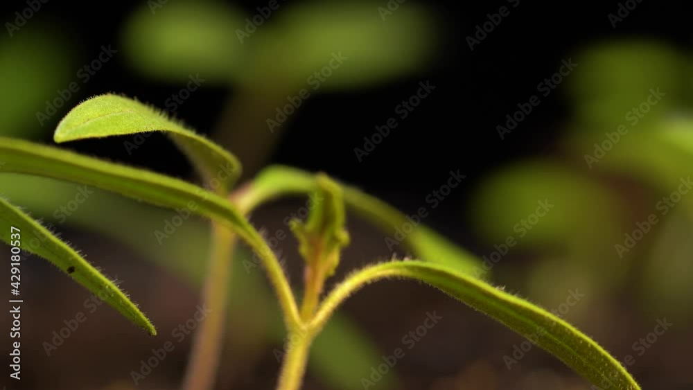 Tomatoes started indoors to extend the growing season. Macro of young hairy seedings. Slide backward between two plants. Tomatoes started indoors to extend the growing season. Macro of young hairy seedings. Slide backward between two plants.