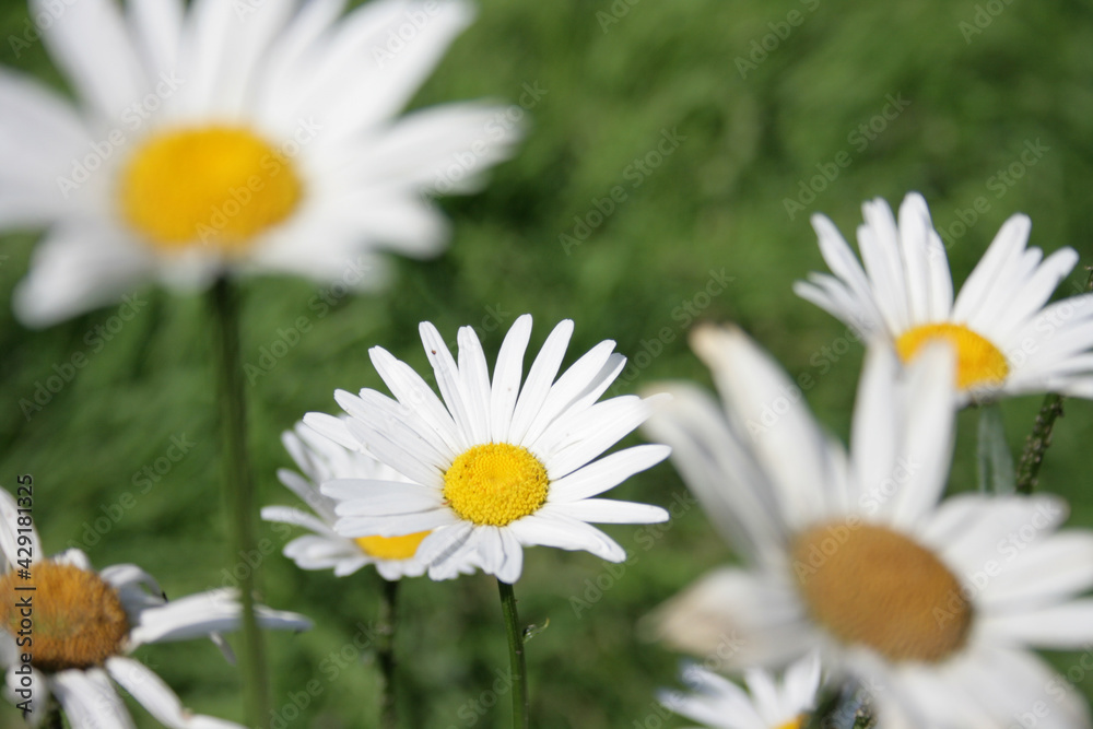 Obraz premium Daisies in the field close-up