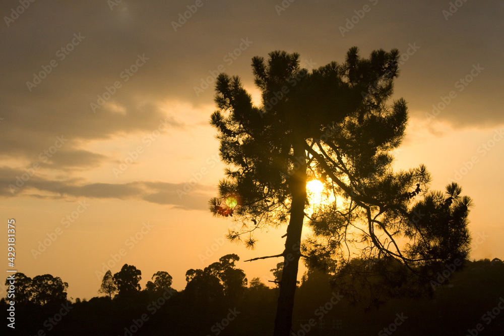 Orange sunset in the branches of a pine tree