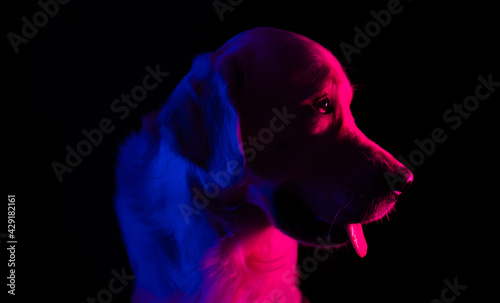Portrait of a dog in blue and pink neon lights. Creative photo of golden retriever