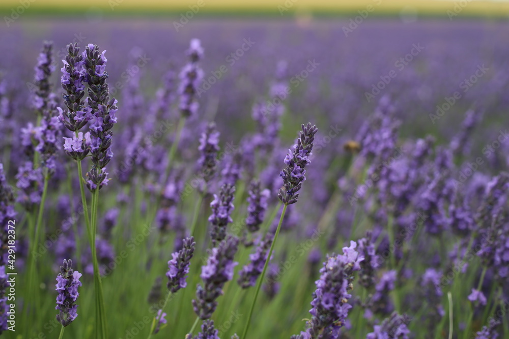 Naklejka premium lavender field region