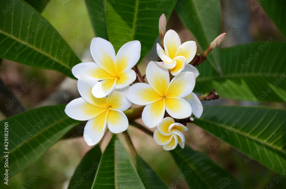 Fototapeta premium frangipani plumeria flower