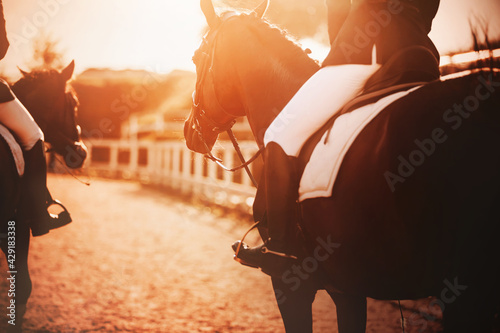 Two bay horses with riders in their saddles walk around the farm during the sunset, illuminated by the rays of the sun. Horse riding. photo