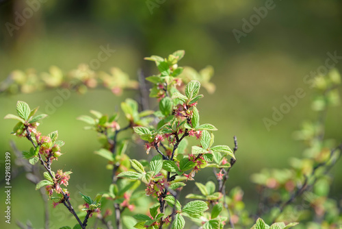 Young fruits of Nanking cherry fruits, on the branch
