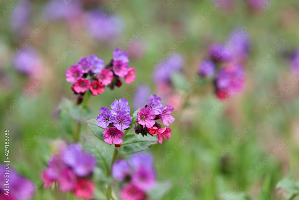 Lungwort flowers in spring forest. Medicinal plant Pulmonaria officinalis, phytotherapy, background with vivid colors of nature Lungwort flowers in spring forest. Medicinal plant Pulmonaria officinalis, phytotherapy, background with vivid colors of nature