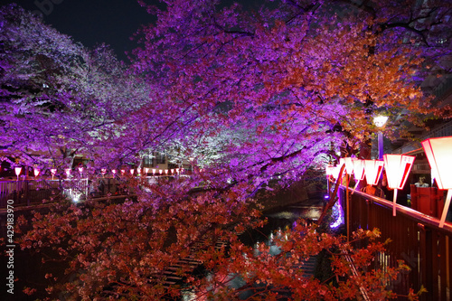 目黒川の夜桜