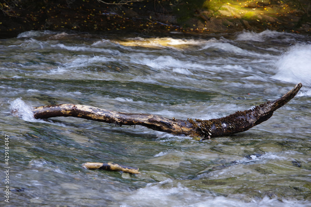 Fototapeta premium 川と流木
