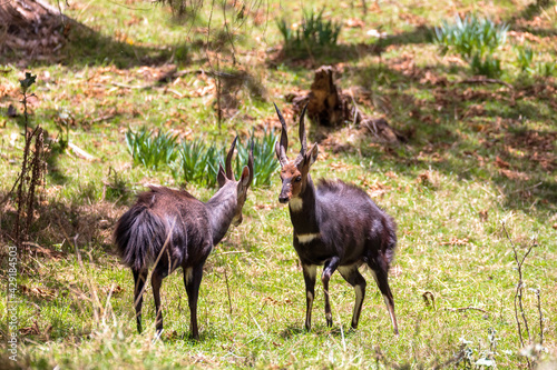 two endemic animals Menelik Bushbuck prepare for fight in natural habitat, Tragelaphus scriptus menelik, Bale Mountain, Ethiopia, Africa safari wildlife photo