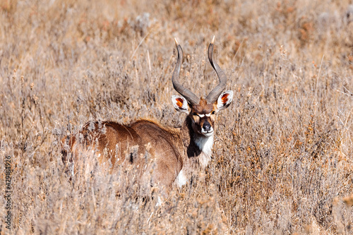 majestic male of endemic very rare Mountain nyala, Tragelaphus buxtoni, big antelope in natural habitat Bale mountain National Park, Ethiopia, Africa wildlife photo