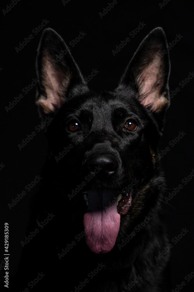 A Black German shepherd Belgian Malinois dog poses in the studio with a black background