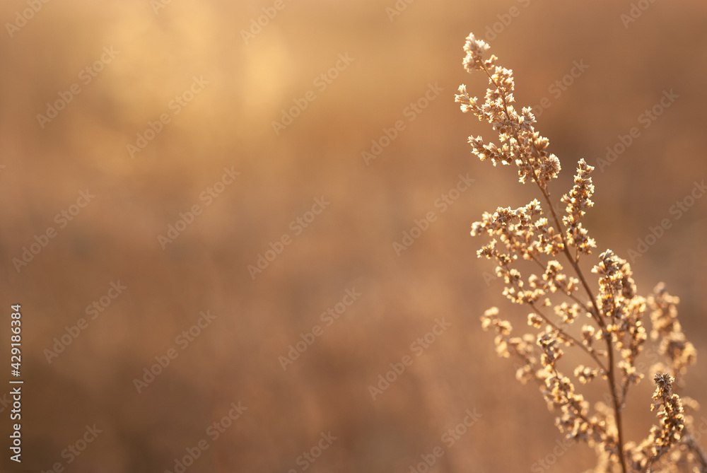 Growing wild grass wormwood in the field during the evening warm summer sunset