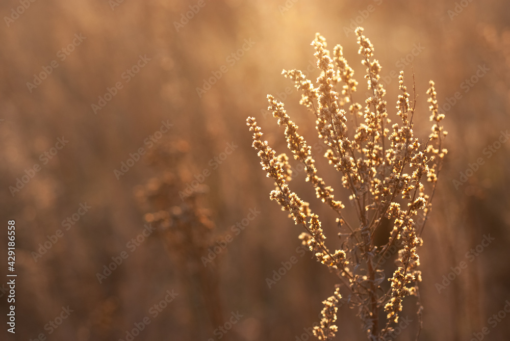 Fototapeta premium Growing wild grass wormwood in the field during the evening warm summer sunset