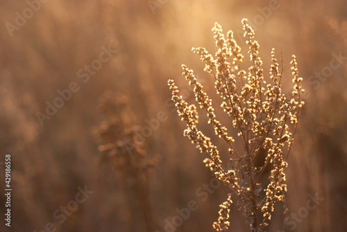 Growing wild grass wormwood in the field during the evening warm summer sunset