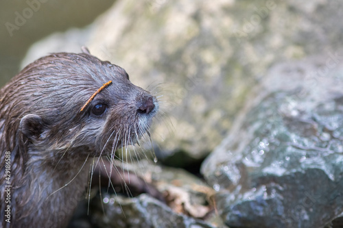 Otter face close-up. Beautiful wildlife nature image. Cute animal.