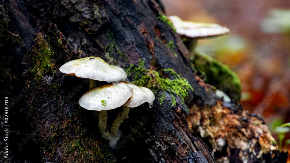 Fototapeta premium Poisonous mushrooms in the woods near the old rotten stump