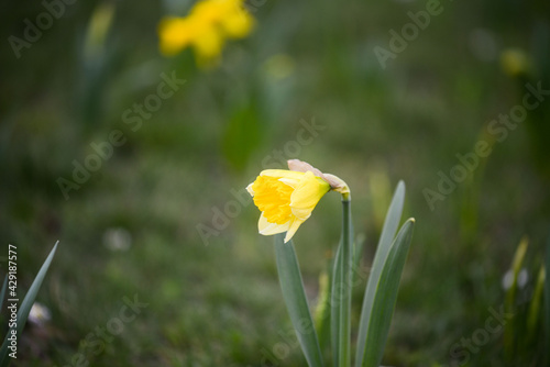 yellow flowers in the grass