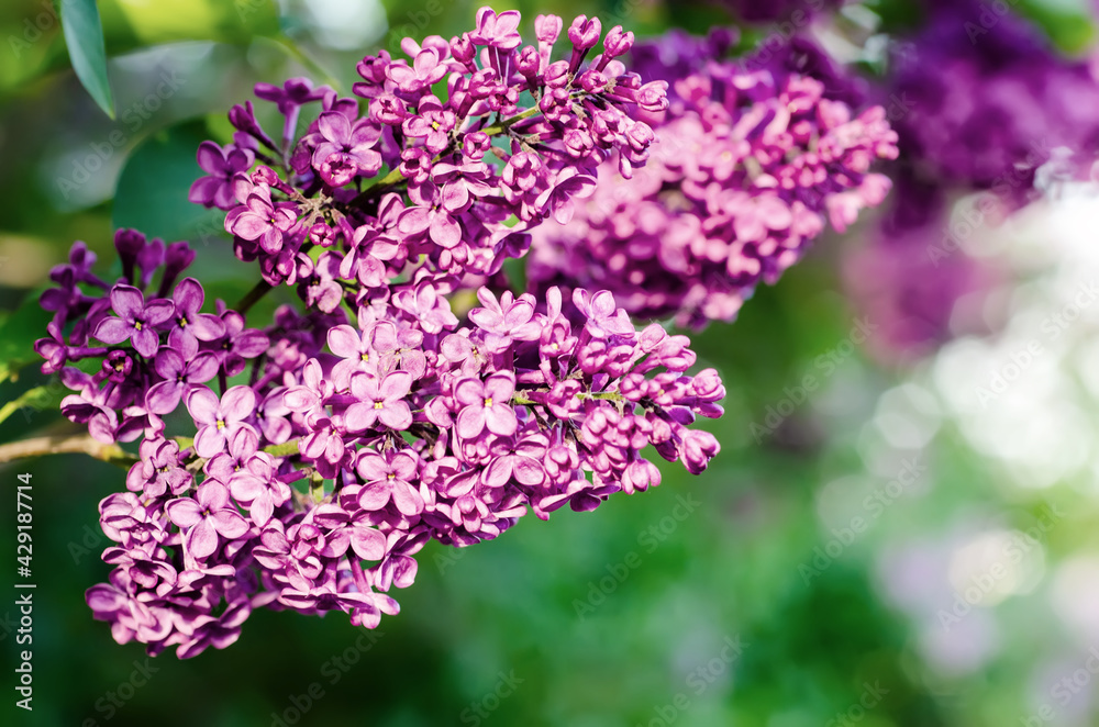 Obraz premium Spring lilac flowers