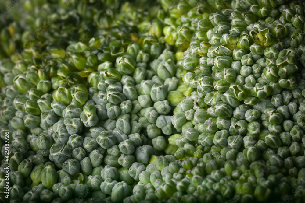 A close-up of fresh broccoli. A close-up of fresh broccoli.