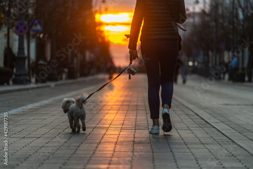 people walking in the city wiht dog