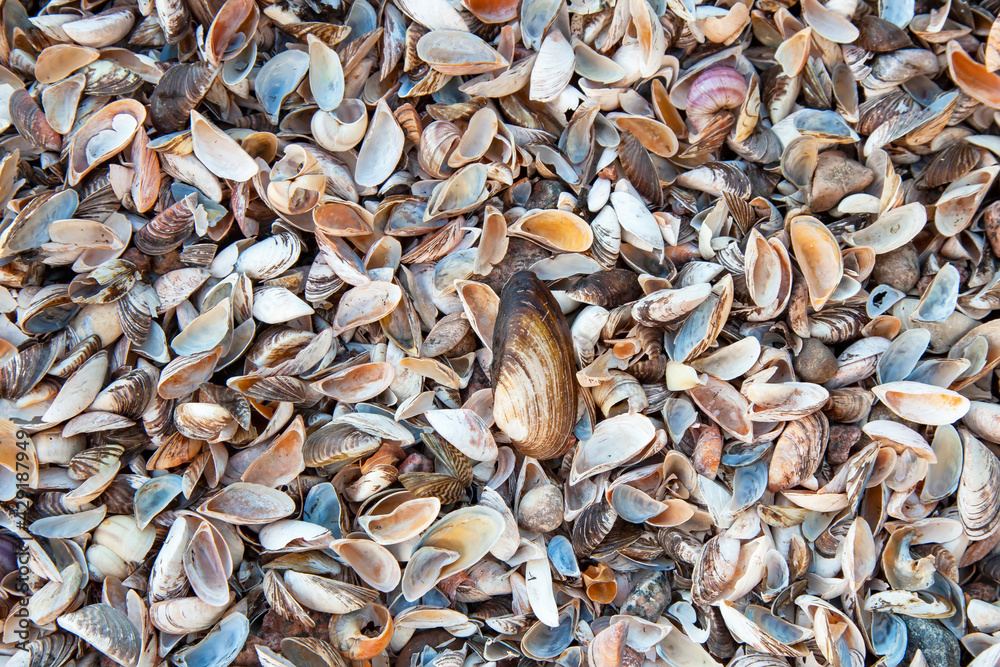 Sea shells natural background