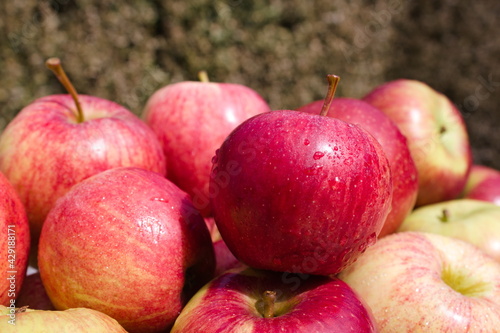 Red royal gala apples with water droplets, isolated on green foliage background, sunny day photo