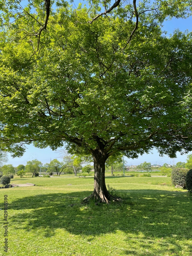 自然豊かな公園 自然豊かな公園