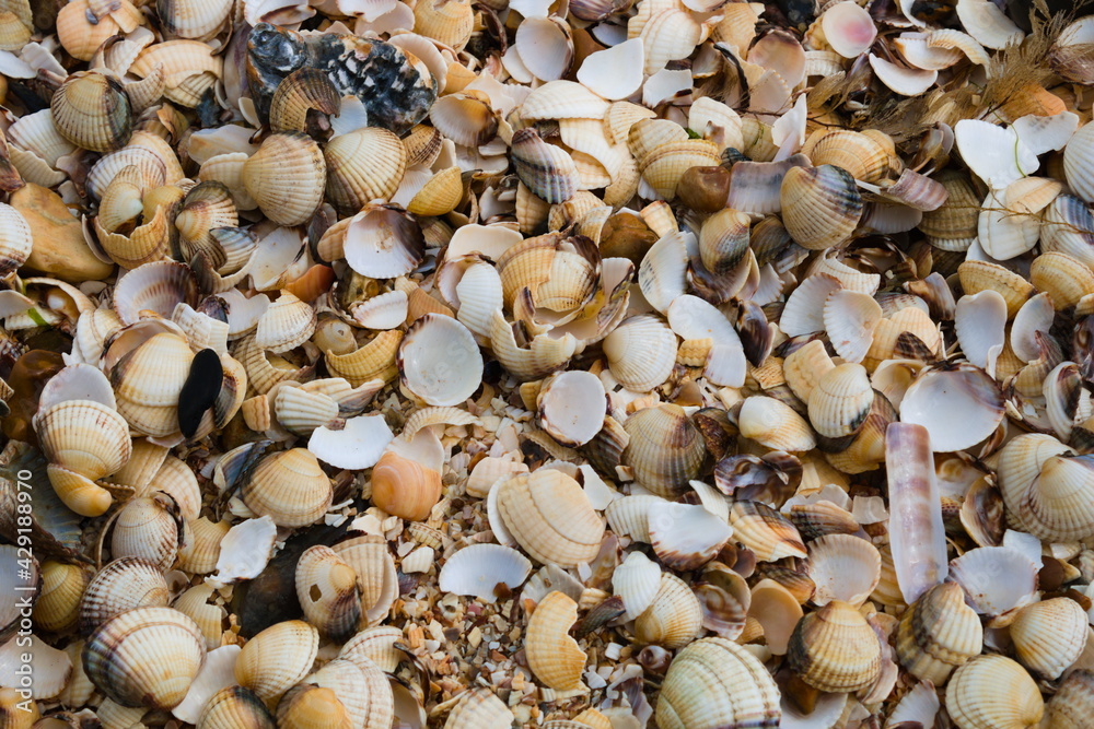 Shells on the beach, close up, filled frame