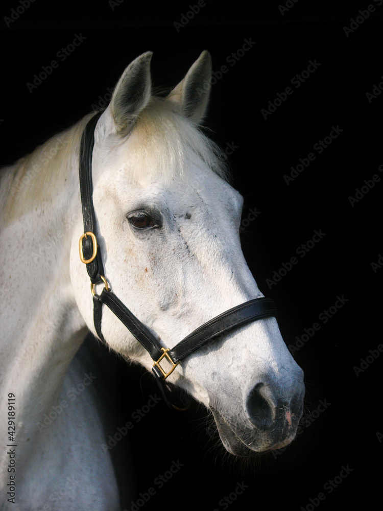 Fototapeta premium Grey Horse Headshot