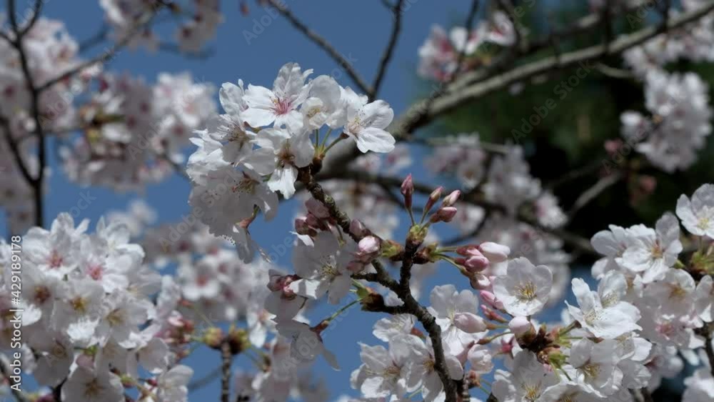 cherry blossoms in Kyoto, Japan cherry blossoms in Kyoto, Japan