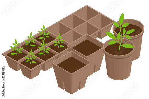 Isometric seedling transplanting process. Young vegetable seedlings of transplanting into peat pots using garden tools. Seedlings in biodegradable pots.