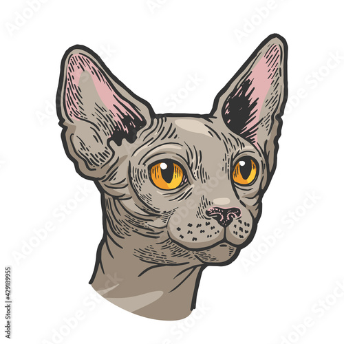 Sphynx cat animal head color sketch engraving vector illustration. Scratch board style imitation. Black and white hand drawn image.