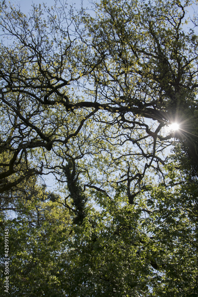 Fototapeta premium alberi e rami
