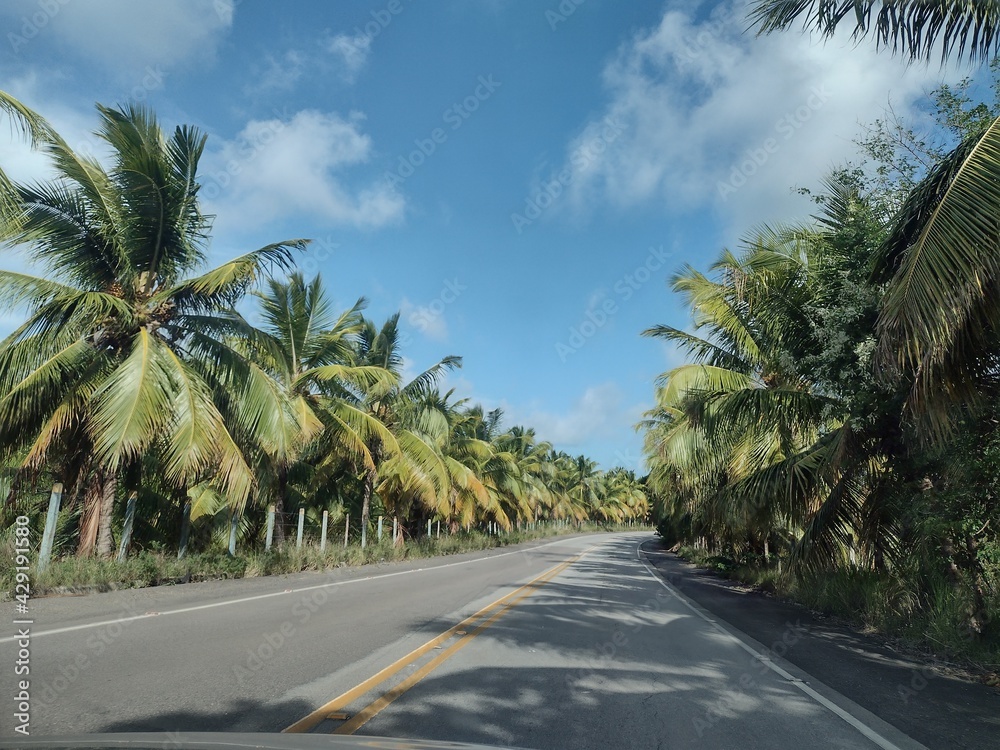 palm trees on the beach