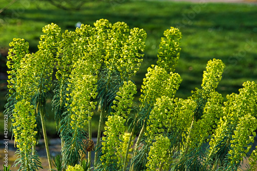 flowers in the garden