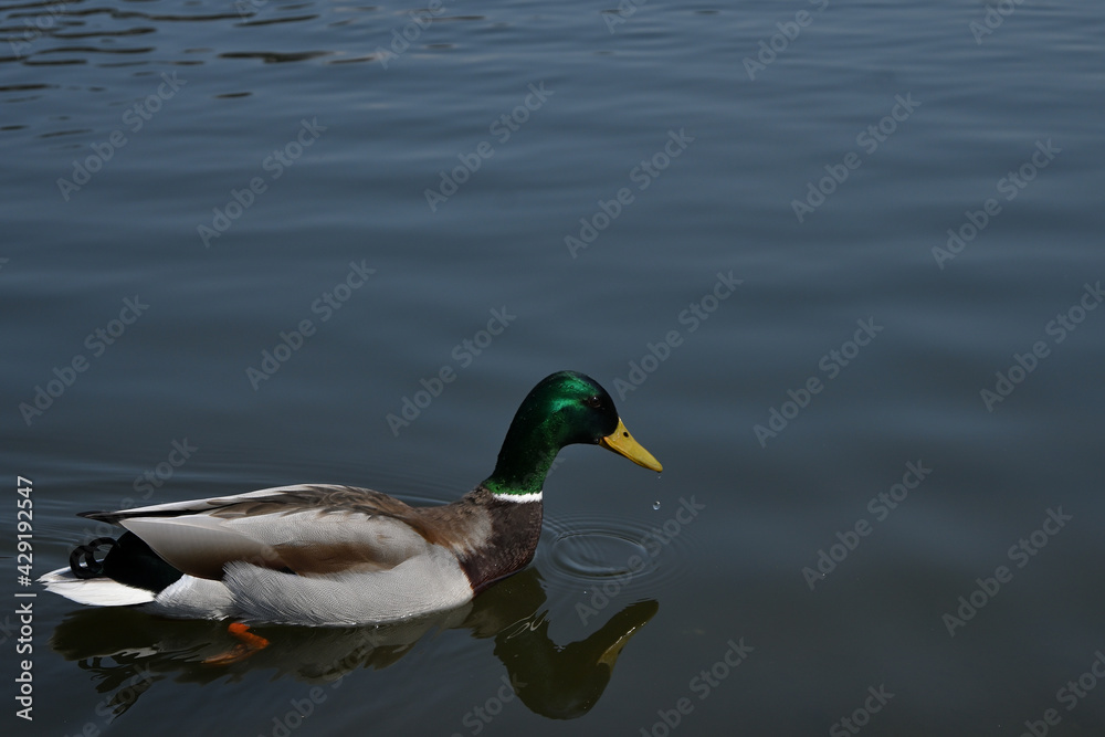 Obraz premium Wild boar duck, duck on the water, cute drake