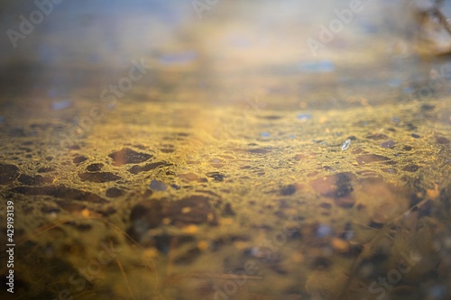 green algae texture in the lake