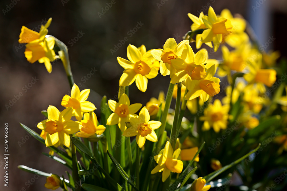 Fototapeta premium Beautiful yellow daffodils blooming on a bright sunny day
