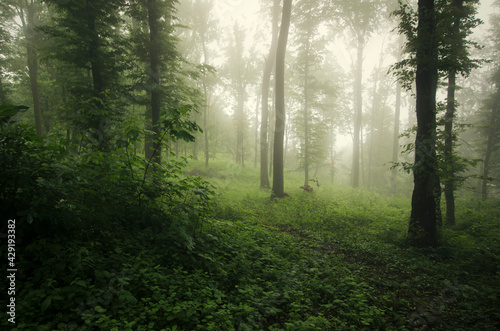 green forest with lush vegetation and mist photo