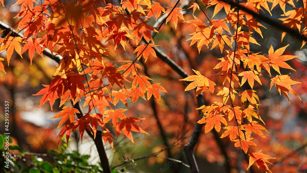 The beautiful autumn landscape with the colorful autumn leaves on the trees in the forest The beautiful autumn landscape with the colorful autumn leaves on the trees in the forest