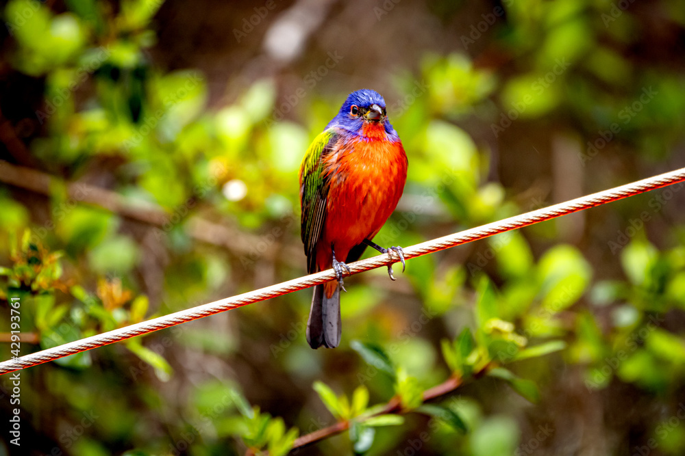 Male painted bunting Male painted bunting