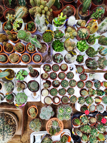 plants in a market