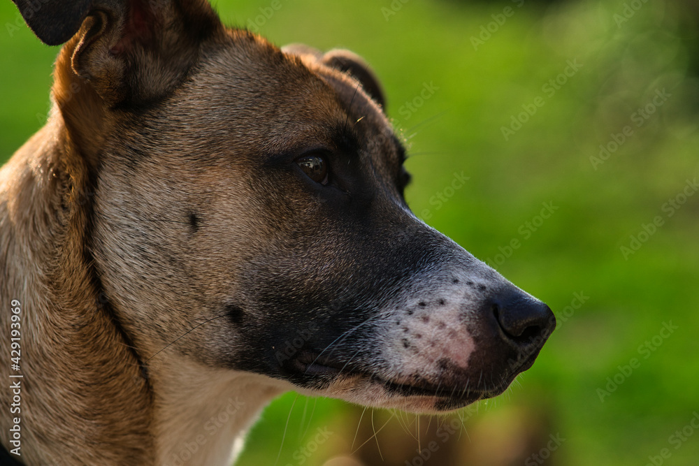 Hund / 11 Hund / 11